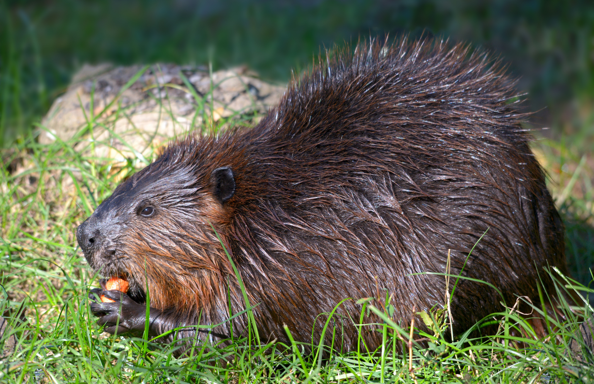 Beaver