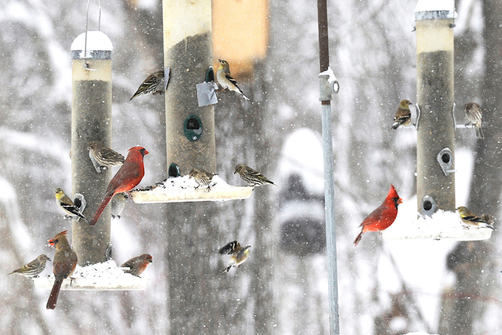 Great Backyard Bird Count Asbury Woods