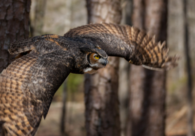 Great Horned Owl 3