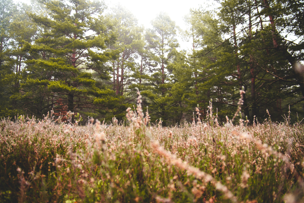 asbury-woods-restores-meadow-at-brown-s-farm-asbury-woods