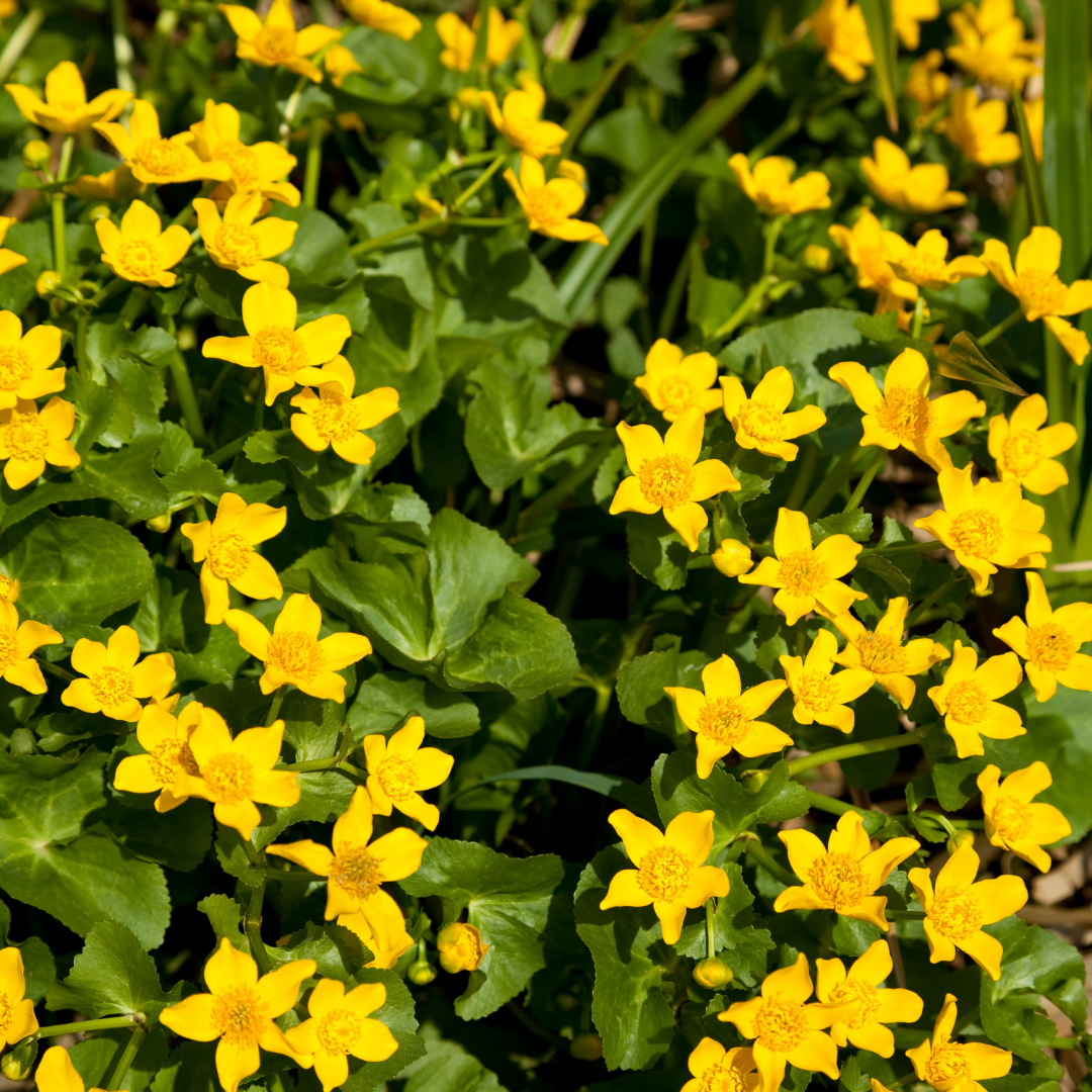 Signs of Spring: Wild Flowers - Asbury Woods