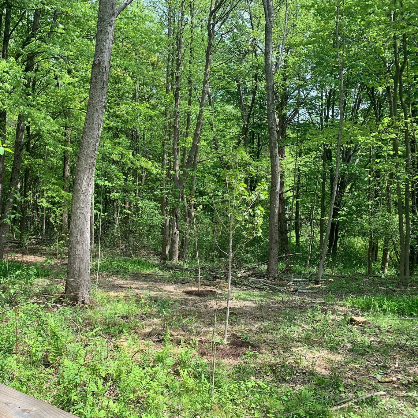 Land Management Update - Asbury Woods