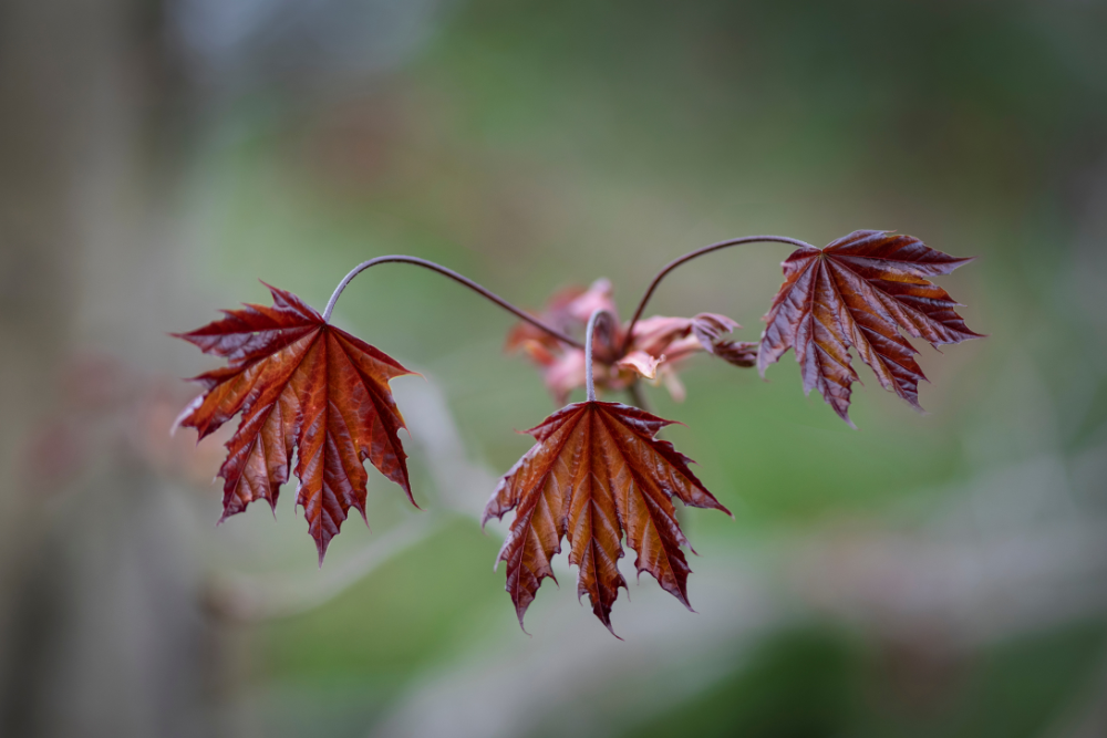 NorwayMaple CrimsonLeaf