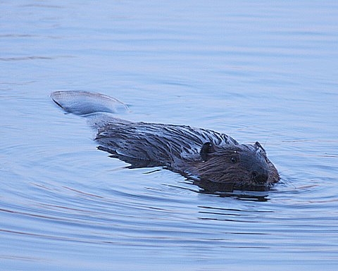 beaver