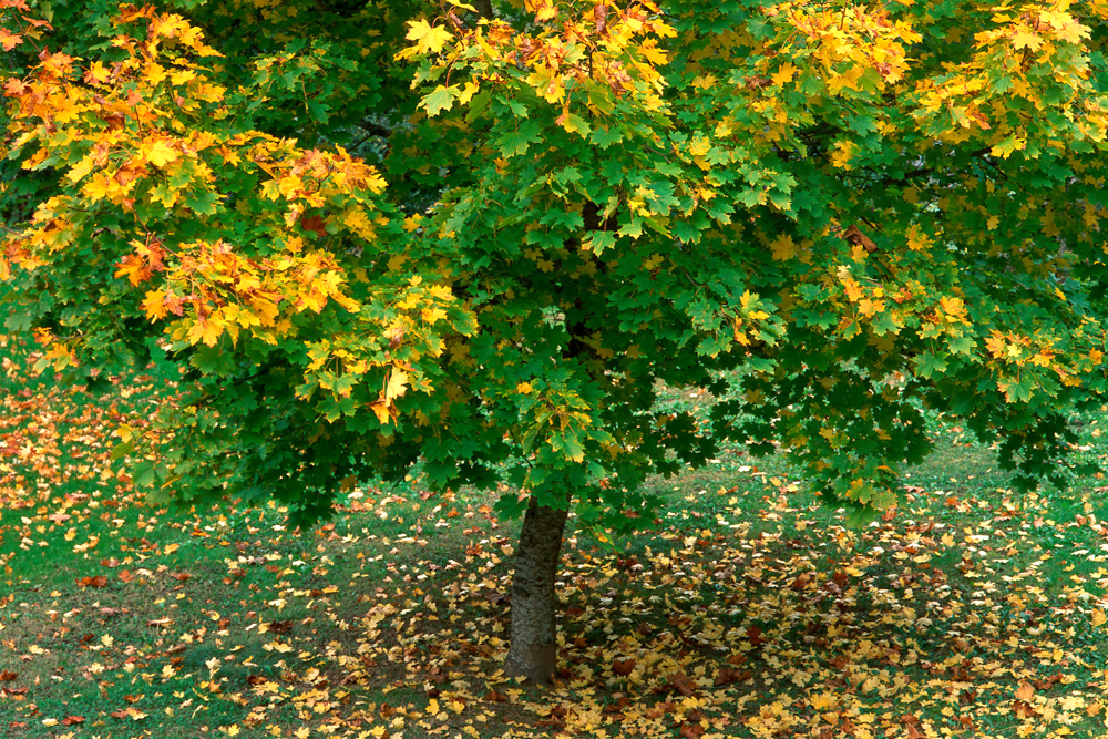 NorwayMaple TourOfTrees