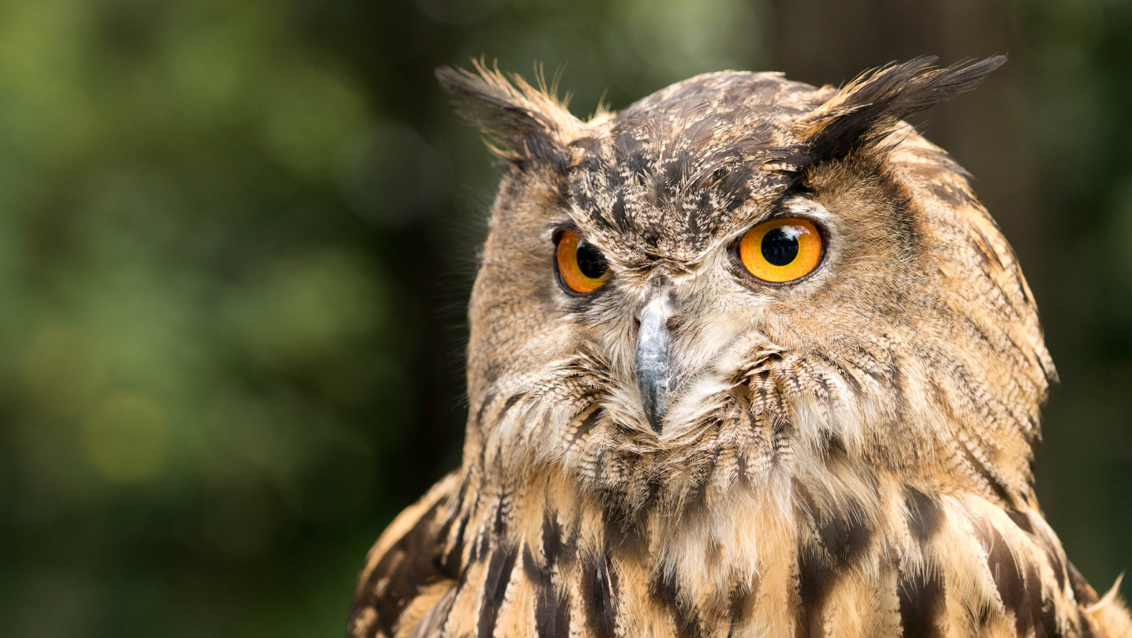 Family Owl Prowl