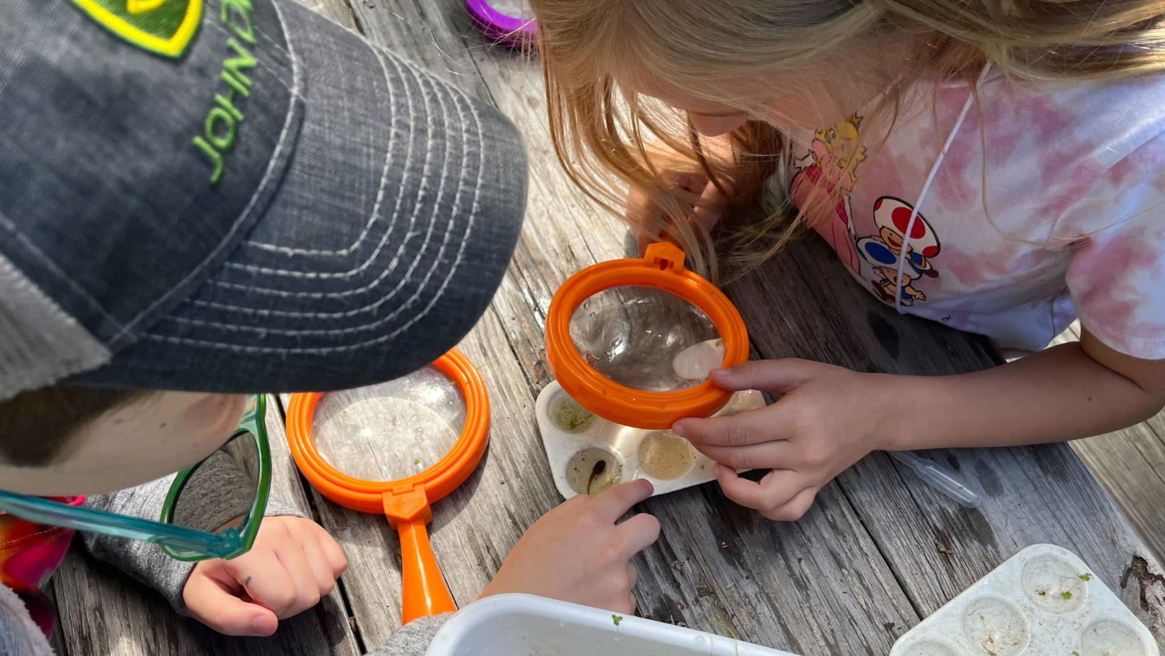 Homeschool Foodchains image