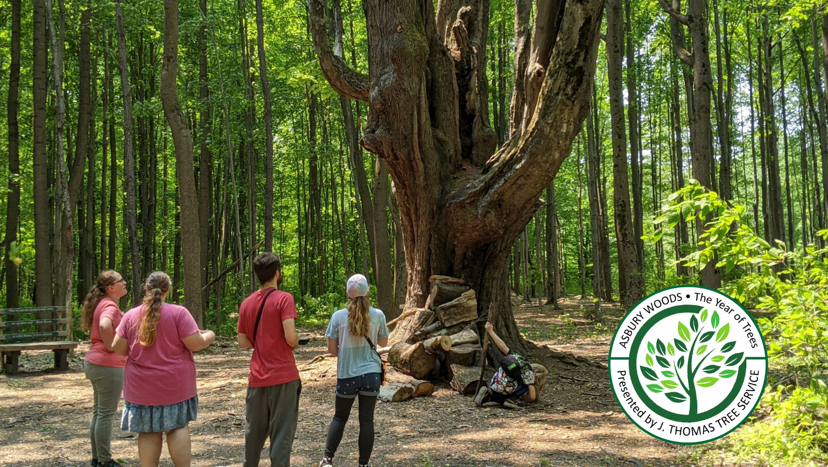 NIYN image Trees are Terrific