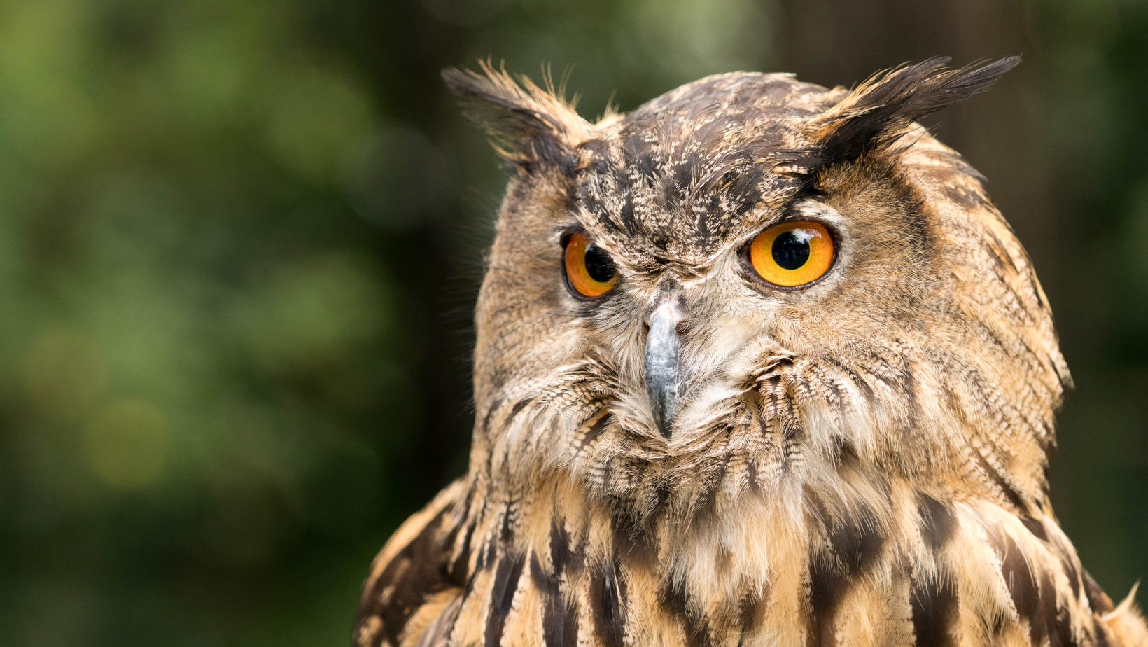 OwlADULT Newsletter